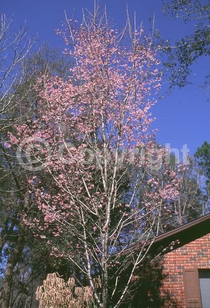 Pink blooms; Deciduous; Broadleaf
