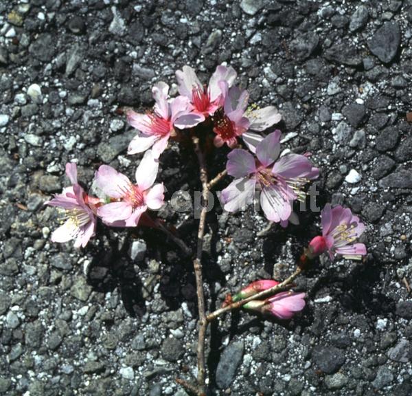 Pink blooms; Deciduous; Broadleaf
