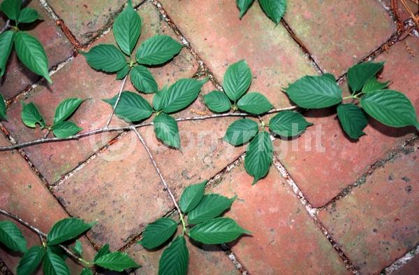 Pink blooms; Deciduous; Broadleaf