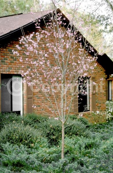 Pink blooms; Deciduous; Broadleaf