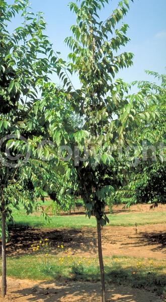 Pink blooms; Deciduous; Broadleaf