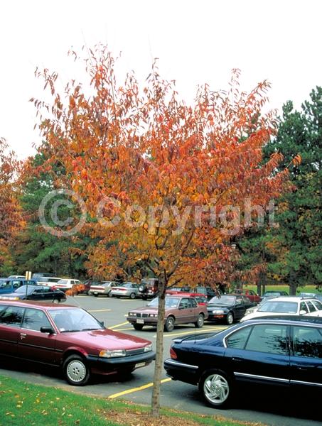 Pink blooms; Deciduous; Broadleaf