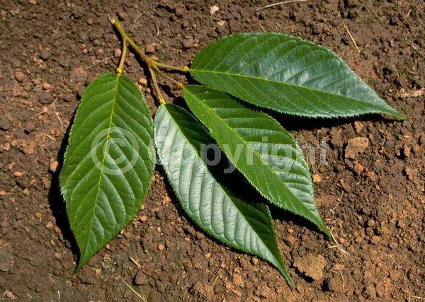 Pink blooms; Deciduous; Broadleaf