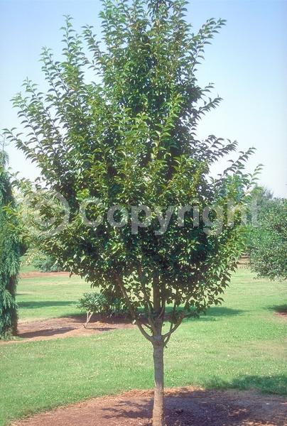 White blooms; Pink blooms; Deciduous; Broadleaf