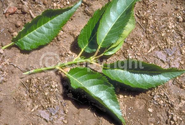 White blooms; Pink blooms; Deciduous; Broadleaf