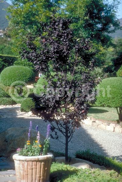 White blooms; Pink blooms; Deciduous; Broadleaf
