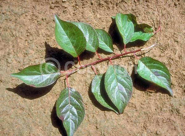 White blooms; Pink blooms; Deciduous; Broadleaf