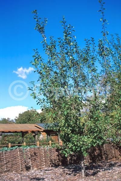 White blooms; Deciduous