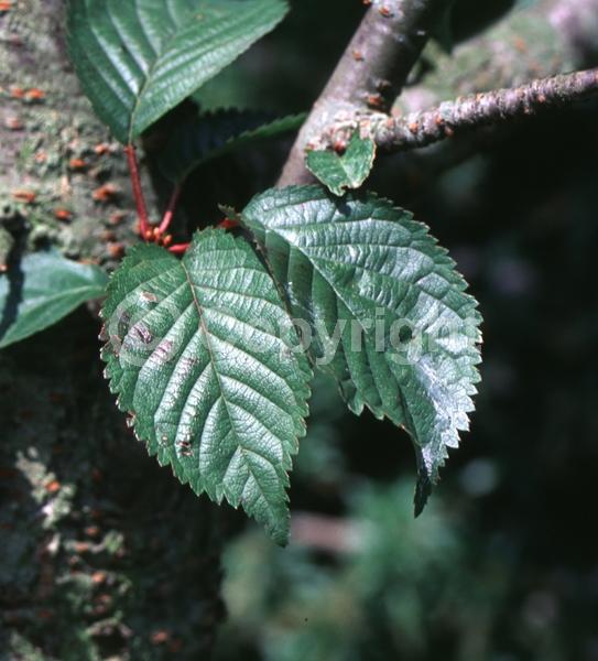 Pink blooms; Deciduous; Broadleaf