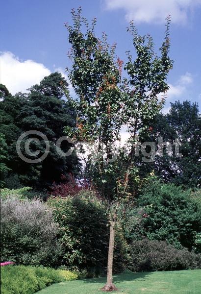 Pink blooms; Deciduous; Broadleaf