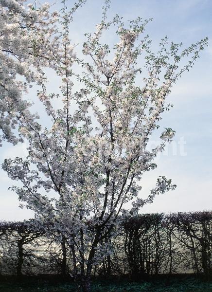 Pink blooms; Deciduous; Broadleaf