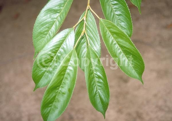 White blooms; Pink blooms; Deciduous; Broadleaf