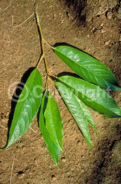 White blooms; Deciduous; Broadleaf