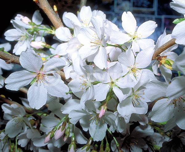 White blooms; Deciduous; Broadleaf