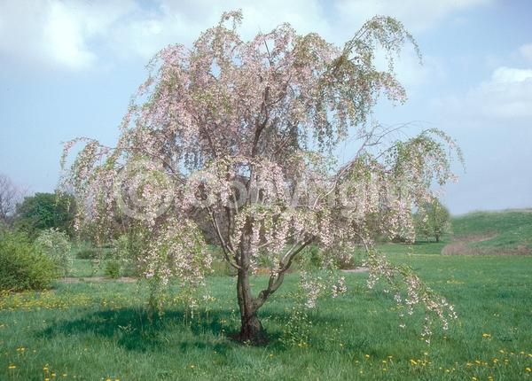 White blooms; Pink blooms; Deciduous; Broadleaf