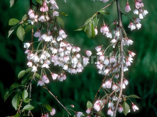 White blooms; Pink blooms; Deciduous; Broadleaf
