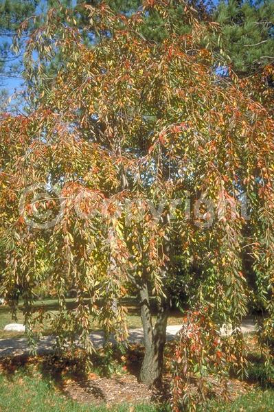 White blooms; Pink blooms; Deciduous; Broadleaf
