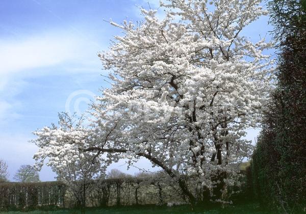 White blooms; Pink blooms; Deciduous; Broadleaf