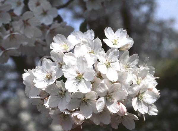 White blooms; Pink blooms; Deciduous; Broadleaf