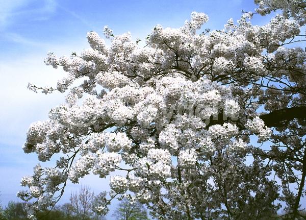 White blooms; Pink blooms; Deciduous; Broadleaf