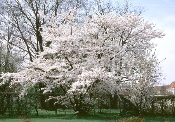 White blooms; Pink blooms; Deciduous; Broadleaf