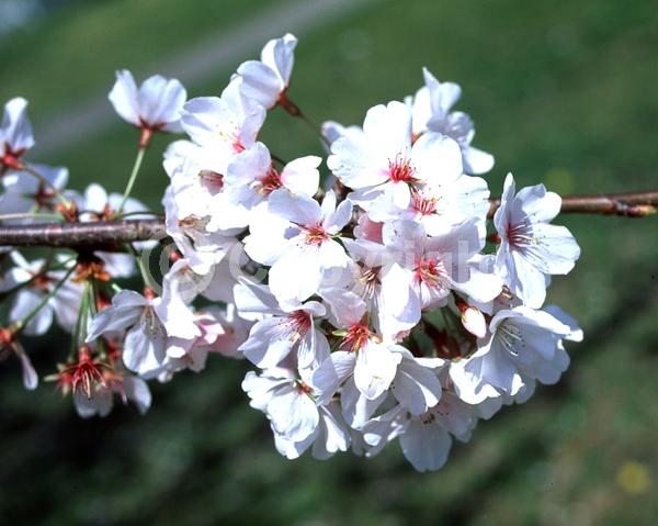 White blooms; Pink blooms; Deciduous; Broadleaf