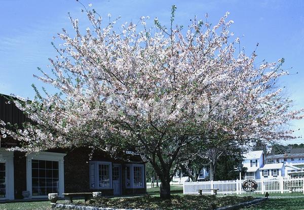 White blooms; Pink blooms; Deciduous; Broadleaf
