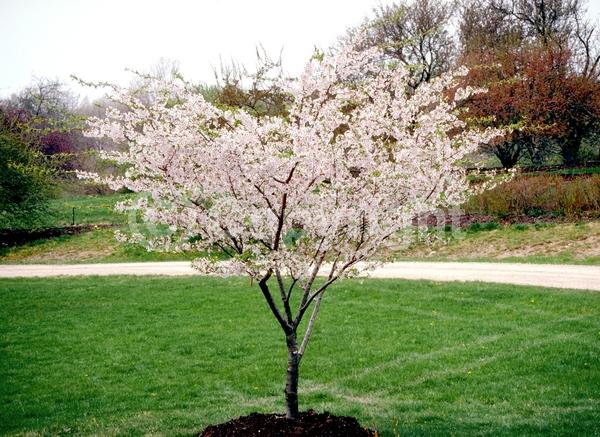 White blooms; Pink blooms; Deciduous; Broadleaf