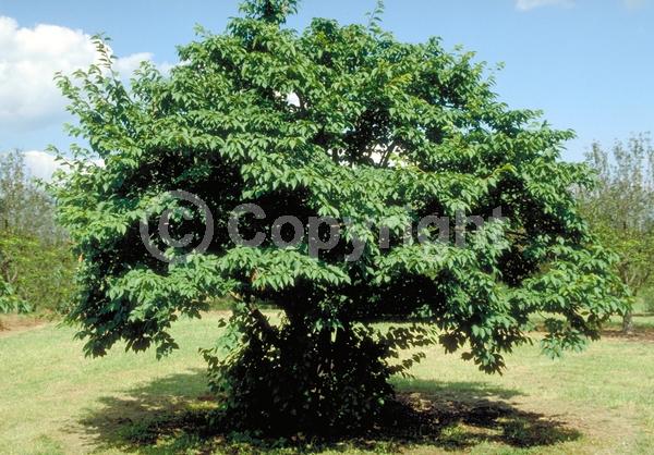 White blooms; Pink blooms; Deciduous; Broadleaf