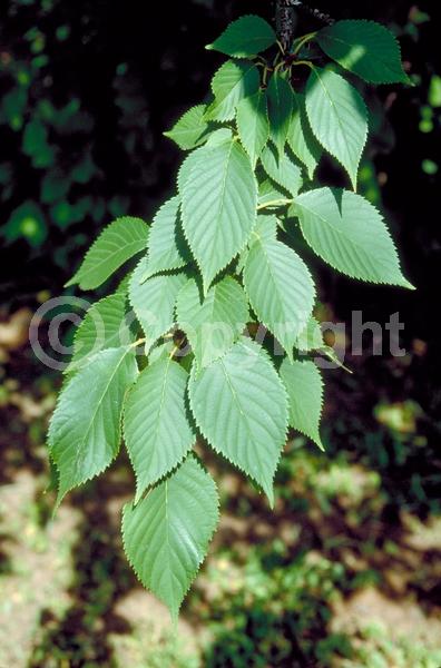 White blooms; Pink blooms; Deciduous; Broadleaf