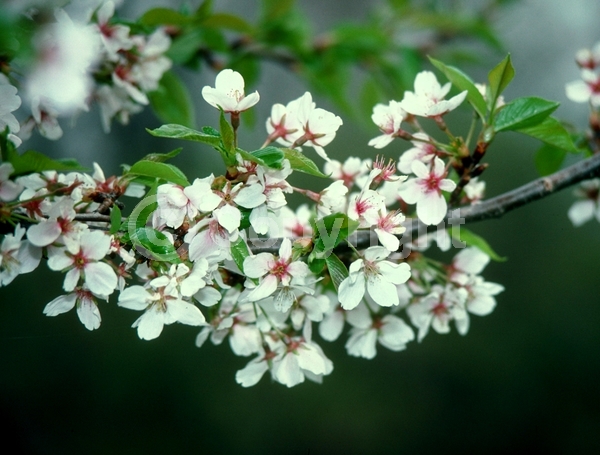 White blooms; Pink blooms; Deciduous; Broadleaf