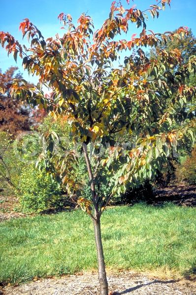 White blooms; Pink blooms; Deciduous; Broadleaf