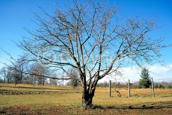 White blooms; Pink blooms; Deciduous; Broadleaf