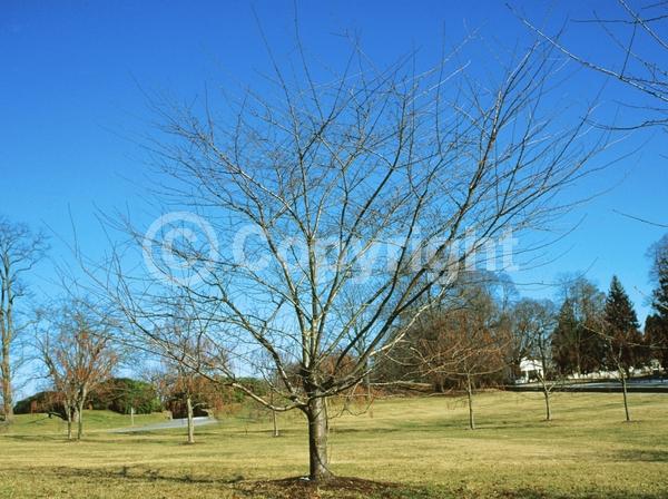 White blooms; Pink blooms; Deciduous; Broadleaf