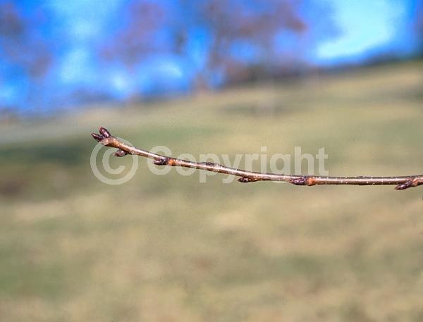 White blooms; Pink blooms; Deciduous; Broadleaf