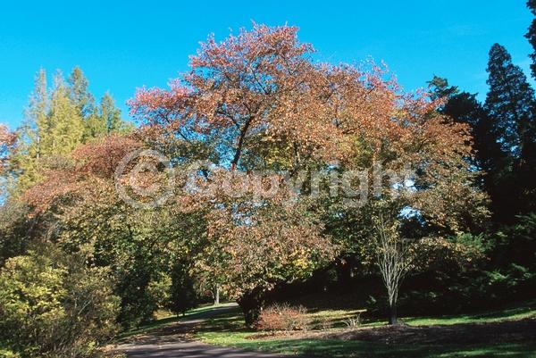 White blooms; Pink blooms; Deciduous; Broadleaf
