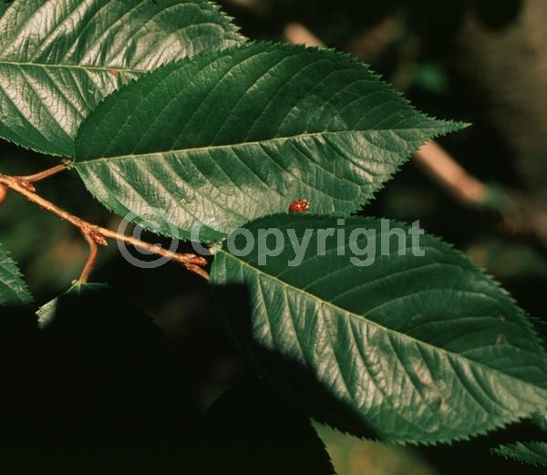 White blooms; Pink blooms; Deciduous; Broadleaf