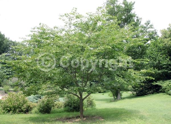 White blooms; Pink blooms; Deciduous; Broadleaf
