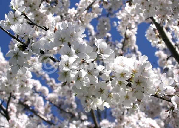 White blooms; Pink blooms; Deciduous; Broadleaf