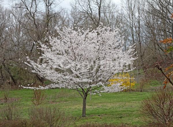 White blooms; Pink blooms; Deciduous; Broadleaf