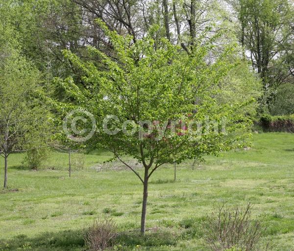 White blooms; Pink blooms; Deciduous; Broadleaf