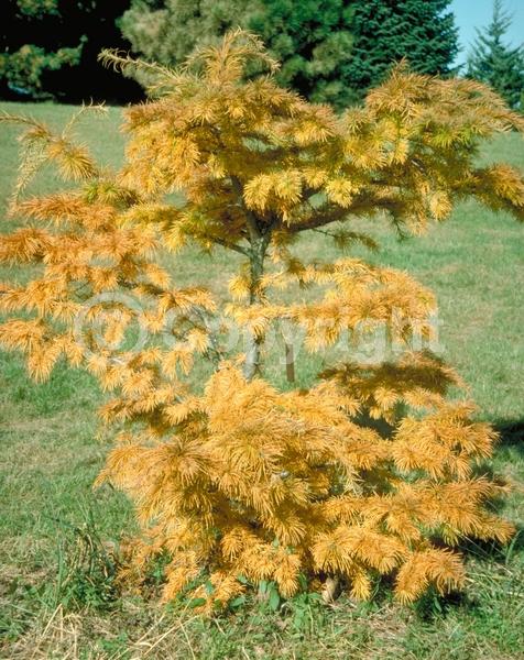 Yellow blooms; Deciduous; Needles or needle-like leaf