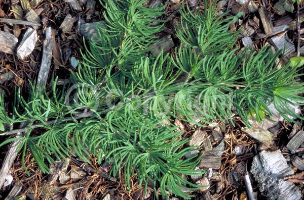 Yellow blooms; Deciduous; Needles or needle-like leaf