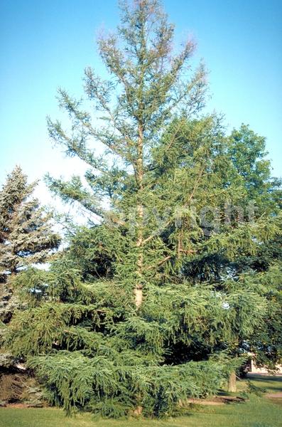 Yellow blooms; Deciduous; Needles or needle-like leaf