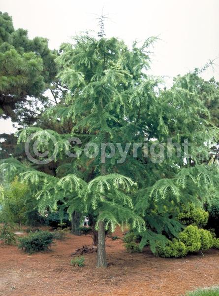 Yellow blooms; Deciduous; Needles or needle-like leaf
