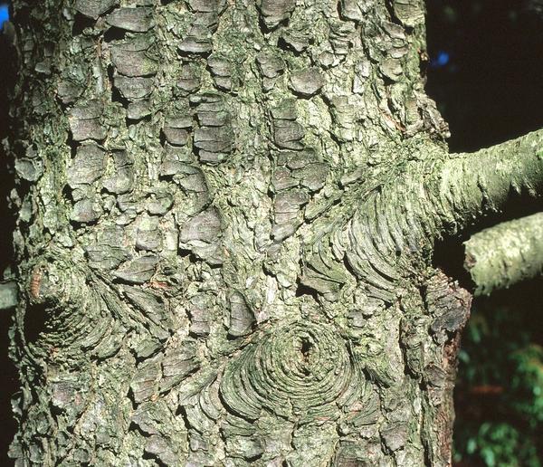 Yellow blooms; Deciduous; Needles or needle-like leaf