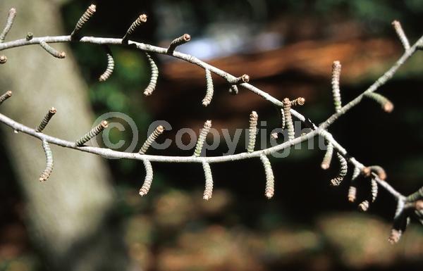 Yellow blooms; Deciduous; Needles or needle-like leaf