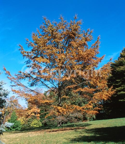 Yellow blooms; Deciduous; Needles or needle-like leaf