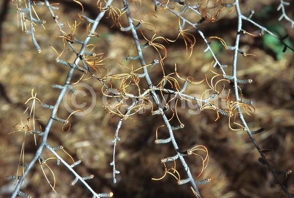 Yellow blooms; Deciduous; Needles or needle-like leaf