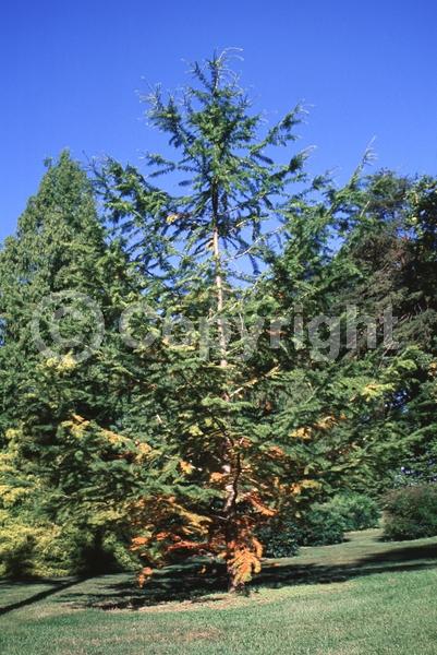 Yellow blooms; Deciduous; Needles or needle-like leaf